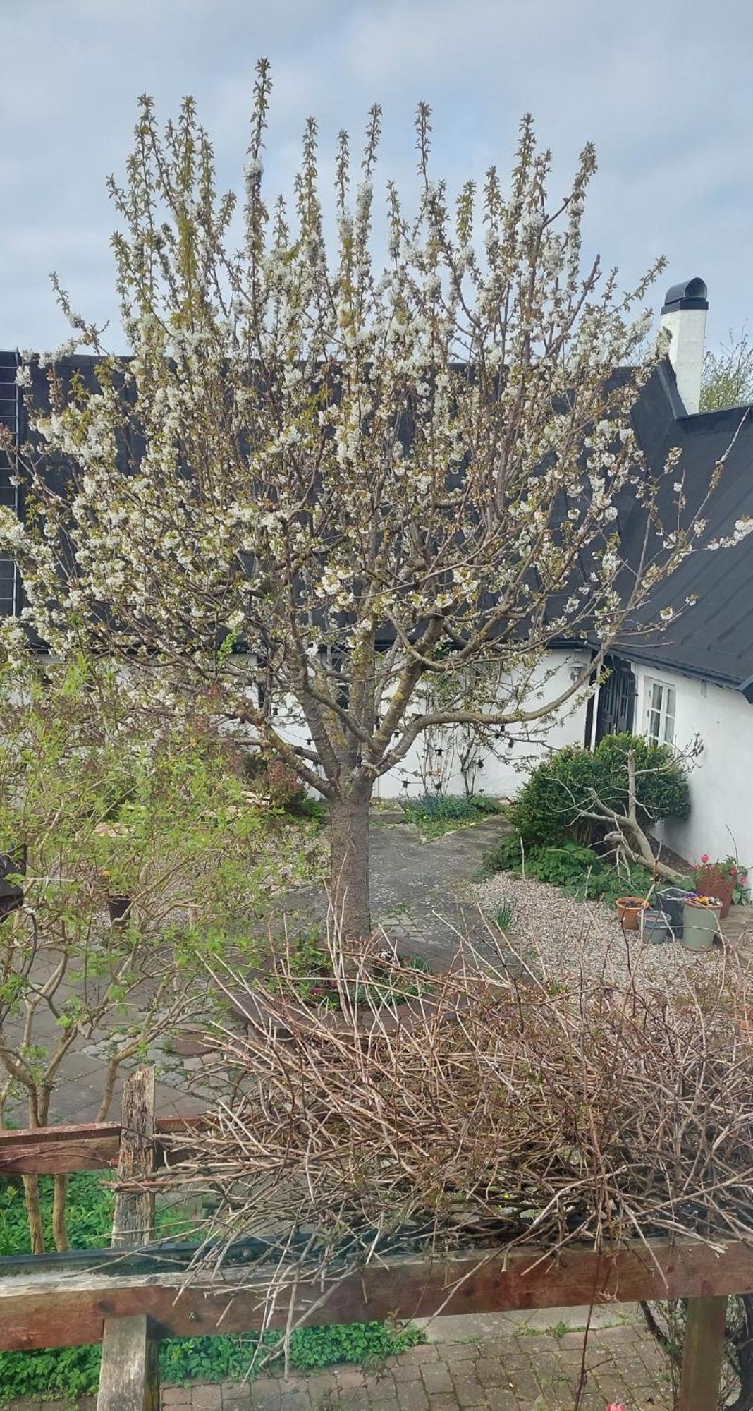Bjerred B&B Bjärred 外观 照片